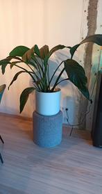 grote kamer plant(incl pot), Huis en Inrichting, Kamerplanten, Ophalen, Halfschaduw, Minder dan 100 cm