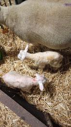 2 fleslammeren beide ram, Dieren en Toebehoren, Mannelijk, Schaap, 0 tot 2 jaar