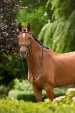 9 jarige fok-, draag- of gezelschap merrie, Merrie, Springpaard, Met stamboom, M