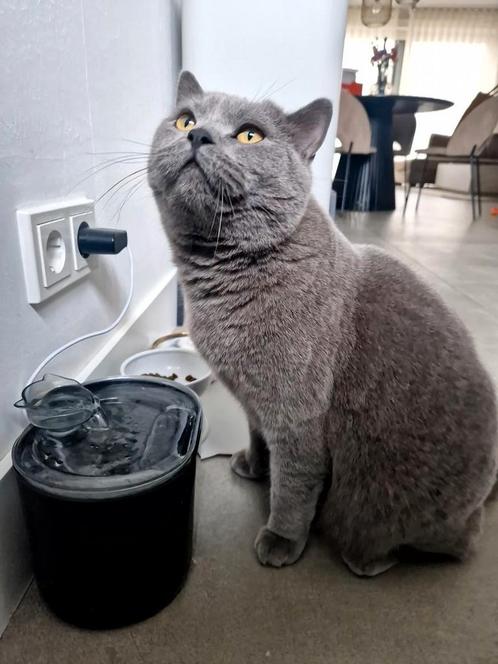 Op zoek naar een lieve, rustige kat met alles erop en eraan?, Dieren en Toebehoren, Katten en Kittens | Raskatten | Korthaar, Kater