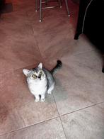 Britse kortharen gecastreerd / gesteriliseerd, Dieren en Toebehoren, Katten en Kittens | Raskatten | Korthaar