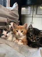 Boerderij kittens, Dieren en Toebehoren, Katten en Kittens | Raskatten | Korthaar, Meerdere dieren