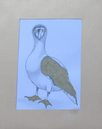 tekening Blauwvoetgent 1 21x26cm beschikbaar voor biedingen