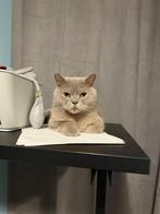 Lieve Brits Korthaar poes – Lilac, Dieren en Toebehoren, Katten en Kittens | Raskatten | Korthaar, Poes, Ingeënt