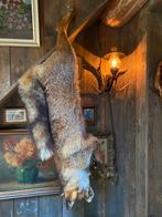 Tk opgezette bos Taxidermie stilleven jacht jagen, Ophalen, Vogel, Opgezet dier