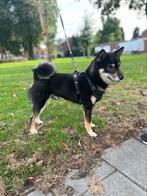 Shiba inu dekreu (NIET TE KOOP), Dieren en Toebehoren, Reu, 1 tot 2 jaar, Eén hond, Nederland