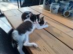 Kittens in huis geboren moeder is aanwezig, Kater