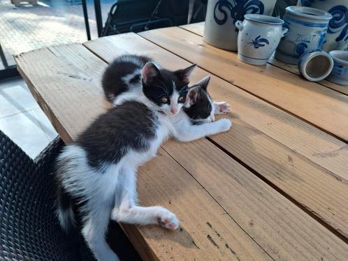 Kittens in huis geboren moeder is aanwezig, Dieren en Toebehoren, Katten en Kittens | Overige Katten, Kater