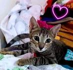 Bella zoekt lieve familie, Dieren en Toebehoren, Poes, Kortharig, 6 jaar of ouder