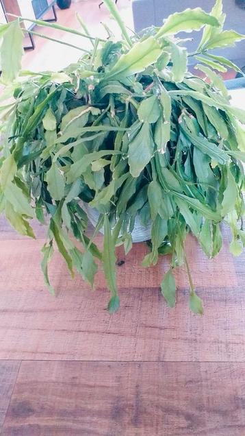 Twee mooie Rhipsalis crispata planten beschikbaar voor biedingen