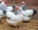 Te koop 3 hennen 1 haan wyandotte kriel columbia, Dieren en Toebehoren, Pluimvee, Meerdere dieren, Kip