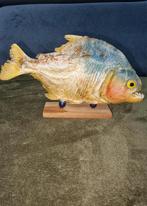 Echte piranha uit Venezuela., Ophalen, Zo goed als nieuw, Overige typen