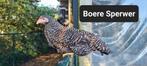 Diverse kippen te koop, Dieren en Toebehoren, Pluimvee, Vrouwelijk, Kip