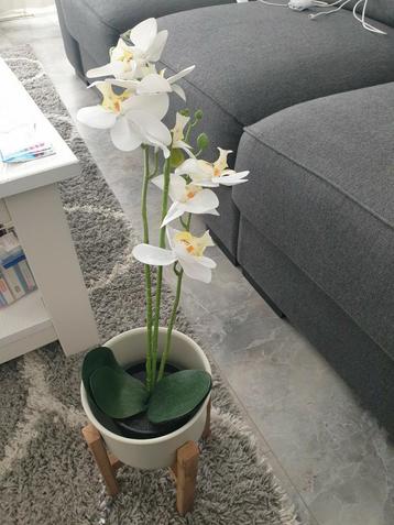 Orgıdee beschikbaar voor biedingen