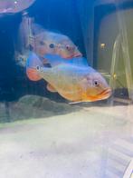 Cichla Fogo koppel, Dieren en Toebehoren, Vis