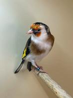 Majur Putter  witkeel man, Dieren en Toebehoren, Mannelijk, Wildzangvogel