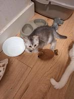 Britse Katten, Meerdere dieren