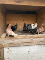 7 oosterse rollers, Dieren en Toebehoren, Meerdere dieren, Postduif