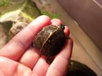 Gezocht chrysemys picta dorsalis nakweek, Dieren en Toebehoren, Reptielen en Amfibieën, Schildpad, 0 tot 2 jaar