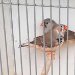 Prachtig mooi jong koppel zebravinken (zwb/blf/orb).2025., Dieren en Toebehoren, Meerdere dieren, Tropenvogel