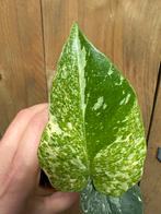 Monstera thai constellation plant mint variegata albo, Huis en Inrichting, Kamerplanten, Ophalen of Verzenden, Halfschaduw, Minder dan 100 cm