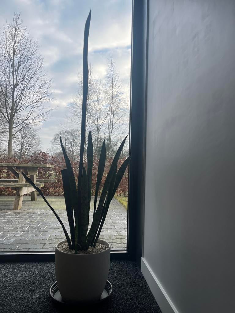 Sansevieria in witte bloempot - 129 cm hoog, Ophalen, 100 tot 150 cm, Overige soorten, Halfschaduw