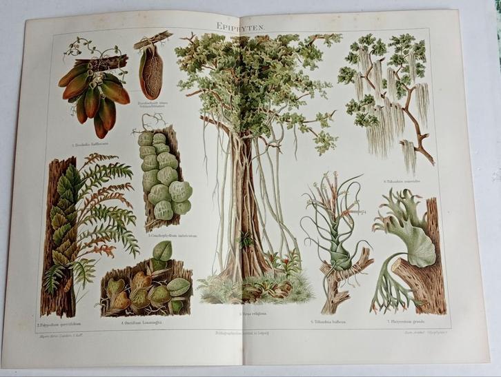 Oude Litho Boom Biologie, Antiek en Kunst, Kunst | Tekeningen en Foto's, Ophalen of Verzenden