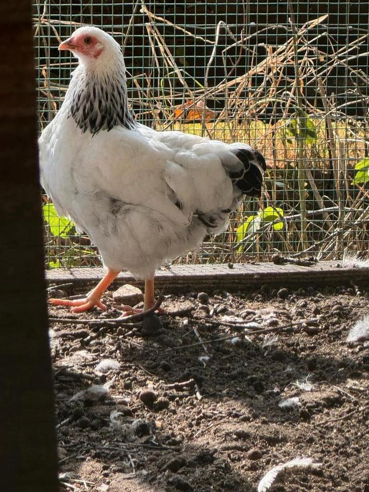 Jonge wyandotte kriel hennen., Dieren en Toebehoren, Pluimvee, Kip, Vrouwelijk