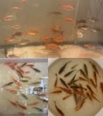 Baby goudvissen sarasas klein leuk voor opgroei!, Dieren en Toebehoren, Vissen | Vijvervissen, Goudvis(sen)