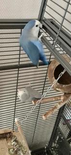 2x Agapornis (zonder Kooi), Dieren en Toebehoren, Vogels | Duiven
