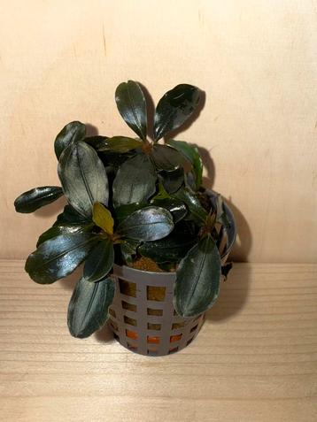 Bucephulandra Theia beschikbaar voor biedingen