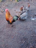 BROEDEIEREN MARANSKIPPEN, Dieren en Toebehoren, Geslacht onbekend, Kip