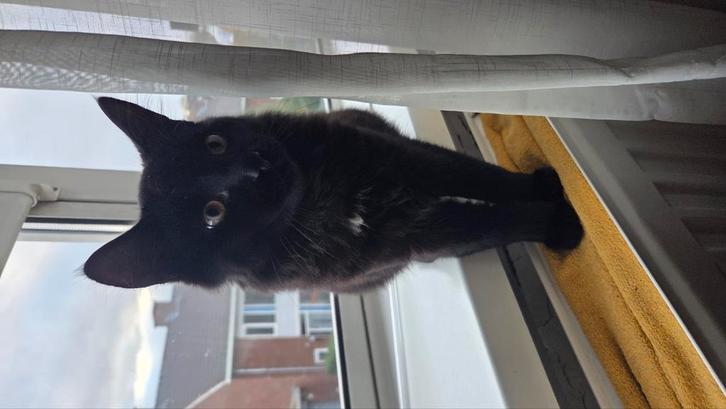 Kater wn een poes, broer en zus, Dieren en Toebehoren, Katten en Kittens | Overige Katten, Kater