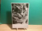 Oude ansichtkaart met kat,     122, Verzamelen, Ansichtkaarten | Nederland, Ophalen of Verzenden, 1940 tot 1960, Gelopen, Gelderland