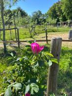 Verzorgpaard/ verzorgpony aangeboden, Dieren en Toebehoren, Stalling en Weidegang