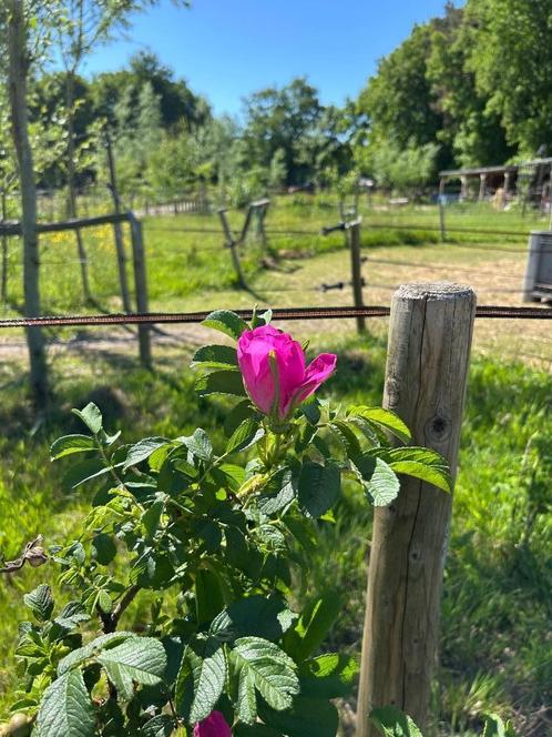Verzorgpaard/ verzorgpony aangeboden, Dieren en Toebehoren, Stalling en Weidegang