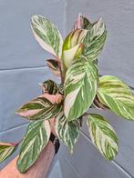 Calathea Glaza p12 (3), Ophalen of Verzenden, Halfschaduw, Minder dan 100 cm
