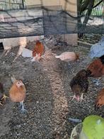 Friese hoenders kriel kip, Dieren en Toebehoren, Pluimvee, Meerdere dieren, Kip