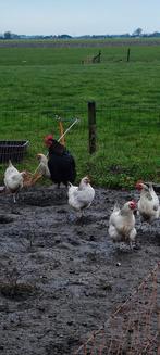 Sussex hennen ongeveer 1 jaar oud, Vrouwelijk, Kip