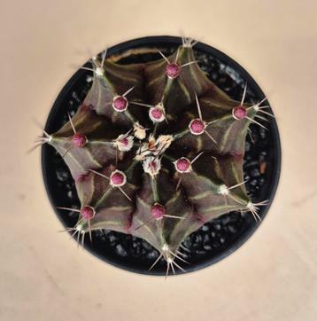 Cactus Gymnocalycium Mihanovichii Purple Black p8 (6) beschikbaar voor biedingen