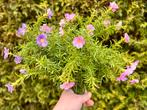 Kunstbloemen zacht rose - zacht lila, Ophalen, Zo goed als nieuw