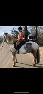 Bijrijdpaard gezocht, Dieren en Toebehoren, Ophalen, Nieuw, Recreatie