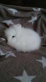 Konijn teddy dwerg konijn man, Dieren en Toebehoren, Konijnen, Mannelijk, Dwerg