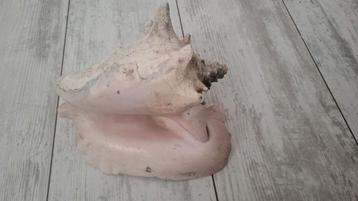 Gastropoda Stromboidea Lobatusschelp van Bonaire beschikbaar voor biedingen