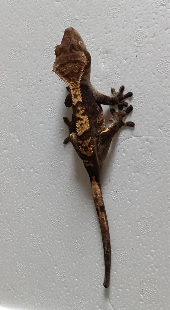 Wimpergekko's 0.10 Dames, Dieren en Toebehoren, Reptielen en Amfibieën, Overige soorten, 0 tot 2 jaar