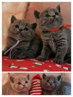 Prachtige lieve Brits korthaar kittens, lilac en grijs/blauw, Dieren en Toebehoren, Katten en Kittens | Raskatten | Korthaar, Meerdere dieren