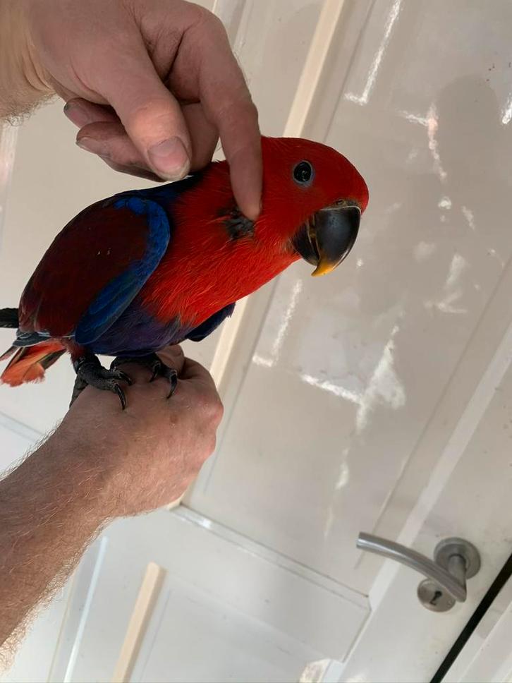 Lieve jonge tamme eigen kweek edelpapegaai pop 13 weken., Dieren en Toebehoren, Vogels | Parkieten en Papegaaien, Papegaai, Vrouwelijk