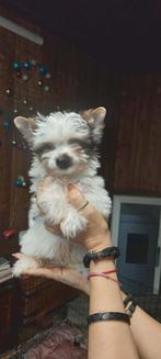 Yorkshire Terrier pups reu en teef, Dieren en Toebehoren, Yorkshire Terriër, Rabiës (hondsdolheid), 8 tot 15 weken, Buitenland