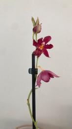 Orchidee, Ophalen of Verzenden, Halfschaduw, Minder dan 100 cm