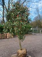 Meerstammige Red Robin, Tuin en Terras, Planten | Bomen, Ophalen, Halfschaduw, Overige soorten, Lente